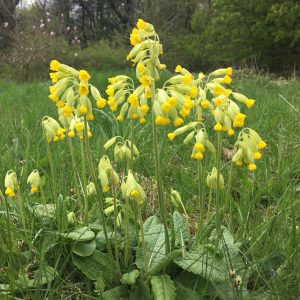 Cowslips - great for the complexion but be careful if using these in Blend-it-Yourself skincare