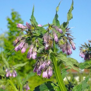 Use comfrey leaves in an infusion or maceration