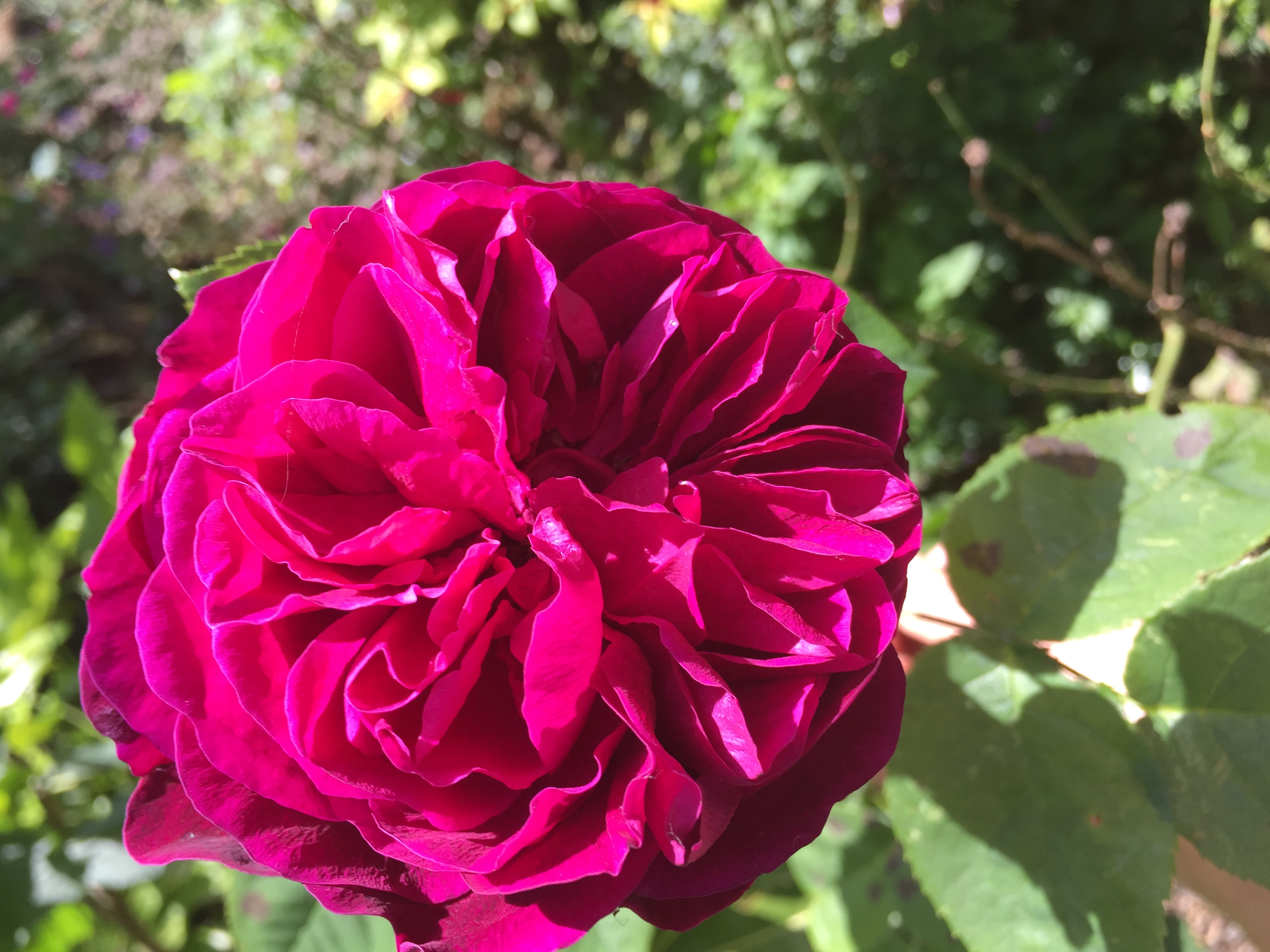 Damask rose is best for use with rosewater