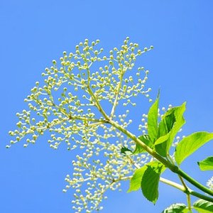 Elderflower against the sky