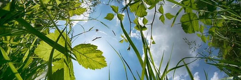 Fresh herbs and sky background