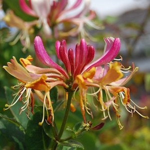 Honeysuckle