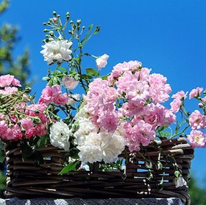 Roses